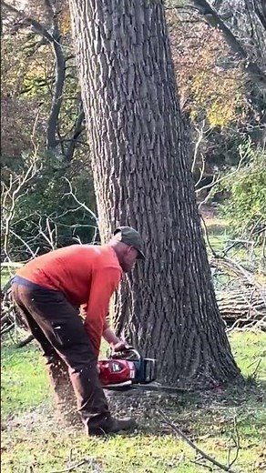 Timber Harvesting & Forest Management Plans