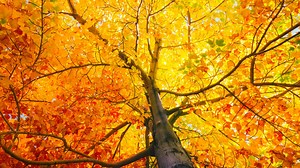 Meteorological fall begins Thursday | Here's what it means for Iowa