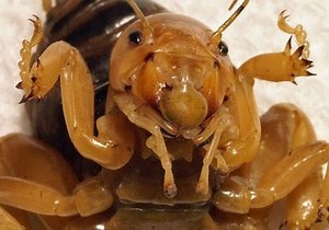 The Jerusalem Cricket Is Really Just a Potato Bug