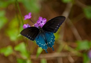 Butterfly Rainforest Moment, Pipevine Swallowtail