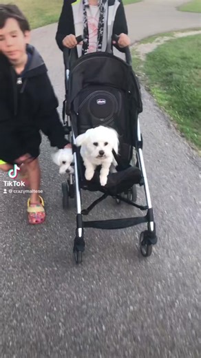 Two tough guys in a stroller 💪💪🐶🐶 #maltesedogs #barkingdog #funnydog #funnymaltese #dogstroller #dogpersonality #smalldog #crazydog #cutedog