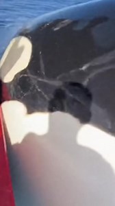 The killer orca is back… and this time, she strikes harder than ever. 🐋⚡ What started as a calm day at sea turned into a terrifying ambush in seconds. Nature just reminded everyone who really owns the ocean. #KillerOrca #OrcaAttack #OceanShock #WildNature #ReelsTrending | Orca Chronicles