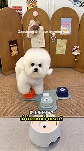 Learning Chinese with cutie 😍😍 #chineselanguagecourse #chineselanguage #foryou #fypage #petlovers #毛孩子 #fypageシ #pet #justforfun #cutebaby #cutebabyanimals #cats #catlovers #catlover #dogs #doglovers #dog #doglover | Gao Shang Chinese Learning Hub