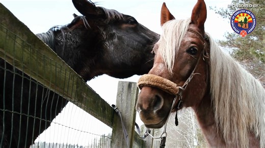 7.3K views · 29 reactions | Wildfire season is here, Arizona! Are you ready to roll if needed? ABC15 Meteorologist Justin Hobbs has your back with smart, simple tips to help you prep for evacuation, because protecting your pets, property, and prized possessions starts with a plan.   Watch more at DFFM.AZ.GOV. Thanks to Arizona Department of Forestry and Fire Management. #abc15sponsor | ABC15 Arizona | Facebook