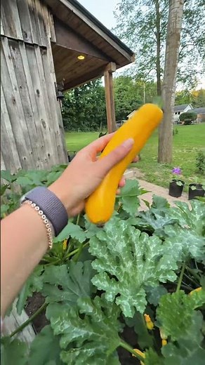 Does yellow zucchini actually taste better than green? 🤔👇