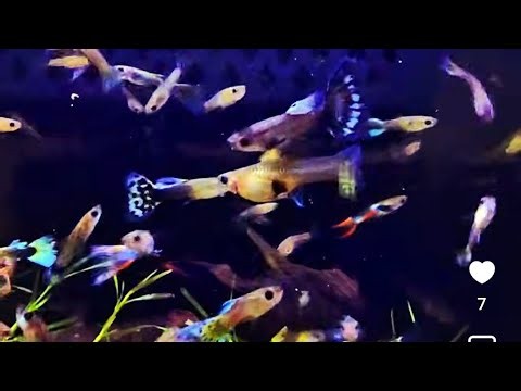🔴 Guppy World Live Fishcam: Multi-Strain Guppies, Shrimp & Bristlenose Feeding Time!