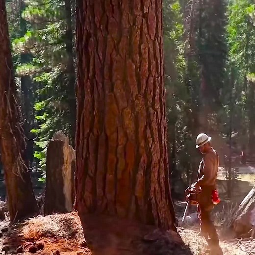 200ft Tree Felling In California Mountain Wilderness 200ft Jeff Pine#logging #loggingvideos #lumberjack