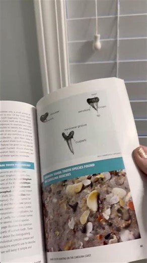 Real pictures to help identify teeth!