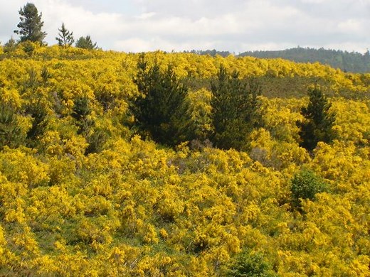 RETAMA: CARACTERÍSTICAS, PROPIEDADES, HABITAT, Y CUIDADOS