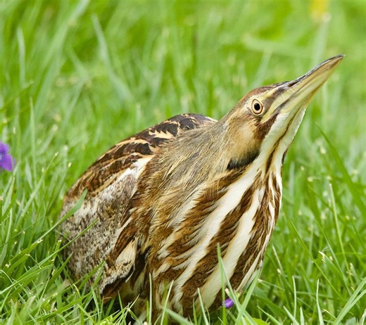 Look for an American Bittern Bird in the Marsh