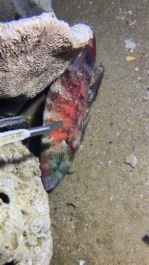 #catchthesea #fishing #rivercrab #beach #deepsea #nature #diving #fish #eel #crab