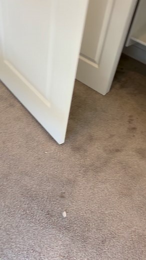 Call or text 801-919-6979 to book an appointment #carpetcleaning #fyp #satisfying | Summit Surface Carpet Cleaning