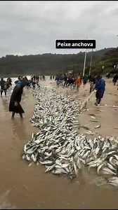 157K views · 2.8K reactions | Deu peixe, mas foi anchova no arrasto...