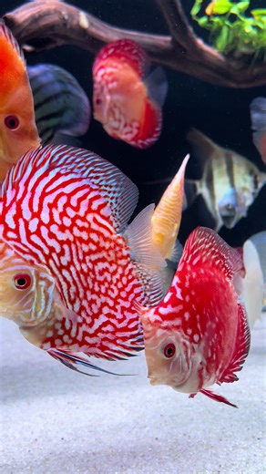 🐠 Pigeon Red Discus #pigeondiscus #discustank #discusfishtank #đà_nẵng #discus