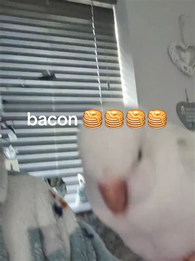 pebbles dancing and singing and chatting to mummy!!! #parrotsoftiktok #talkingparrot#baconpancakes#dancingbirds#funnybirds #funnyanimals #quakerparrot #birdsoftiktok #parrotsoftiktok #pebblesthequaker #viralvideos #fyp
