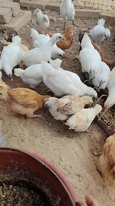 #backyardchickens #chickens #chickenlife | Raising Chickens