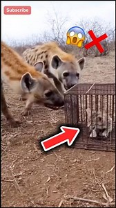 The lynxes try to attack kitten, but Kitten's friend Jaguar saves her!#animals #wildlife #animallife