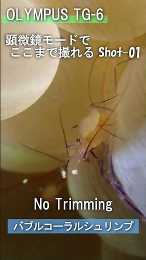 Olympus TG-6 顕微鏡モード 01【バブルコーラルシュリンプ】