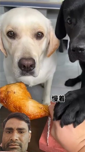 dog problam #viralvideo #trending #dog #shortsfeed #short