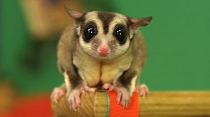 Australian Animals - Andy's Secret Hideout Series 1 - CBeebies