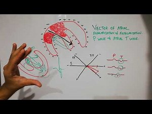CVS physiology 31.Vector of P-wave and atrial T-wave | ECG interpretation made easy