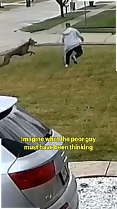 903K views · 3.9K reactions | Never run from a dog  | HrtWarming | Facebook