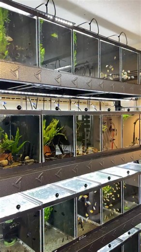 German Blue Rams Exploring Their All-Natural Breeding Tank For The First Time! 🤩 #gbr #rams #dwarfcichlid #fishbreeding #dakuaquatics | Daku Aquatics