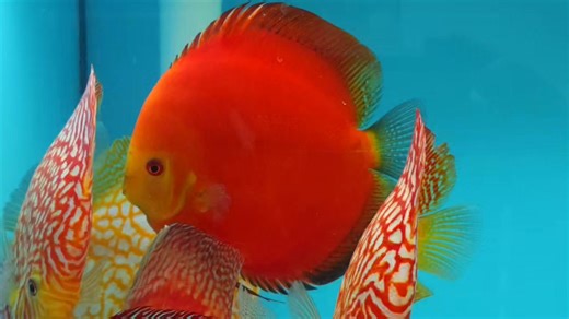 Customer selection | Chens Discus UK