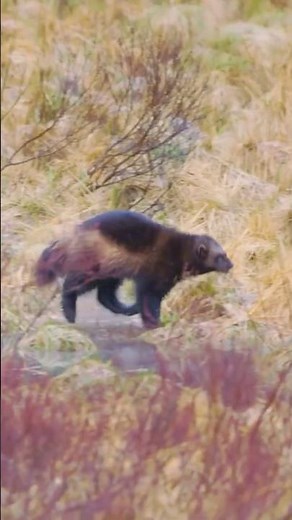 Wolverine: The Fearless Animal That Fears Nothing