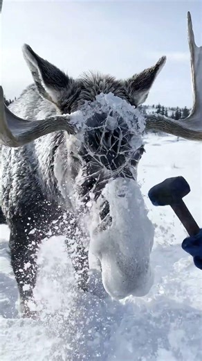 😱🦌 Moose Rescued… But Drops His Horns in the Snow! ❄️💔 #Shorts #WildlifeMoment