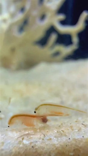 Creating an Ecosystem with Celtic Sea Salt and Brine Shrimp