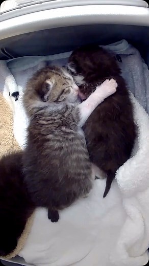 Flex was doing poorly again today, so we spent most of the evening curled up together on the couch. When I returned him to the incubator to be with his siblings, Delulu wasted no time letting him know that he’d been missed. I honestly don’t know how the rest of the night is going to play out, but I do know for certain that this baby is surrounded by love. ❤️ | Kitten Smitten