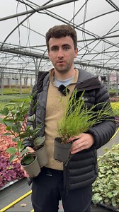 Cottage gardens don’t lose their charm in winter - you just need the right plants. From evergreen structure to pops of colour and winter blooms, here’s how to keep that cosy, romantic look alive through the colder months.  Add texture with evergreens  Choose winter-flowering favourites  Mix in berries, seed heads & movement Shop winter garden essentials at gardenersdream.co.uk ✨ | Gardeners Dream | Facebook