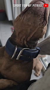SASHA 🤪🥰😍... My Queen #chien #pitbull #forest #rednose #barking #harness #chilling #chillvibes | Fazio's Red warriors ODIN & SASHA - Pitbull UKC