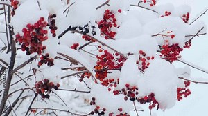 Rowan tree covered with the first snow. Ashberry or rowan berries on a tree branch with green leaves in winter. Sorbus aucuparia. Red ashberry fruits