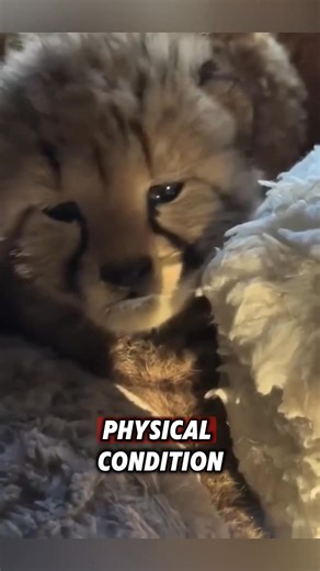 This kind woman saved a helpless cheetah cub and raised it until it recovered #rescue #cheetah | Millions Moments