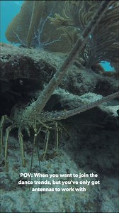 1.2K views · 26 reactions | 咽 #WildlifeWednesday with the Caribbean...