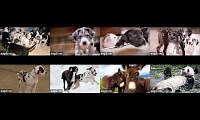 Mix of 8 videos from youtube : Service Dog Project Great Dane Cams   Big Rig Travels