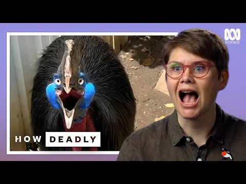 This is the world’s deadliest bird that looks “like an intimidating cross between a velociraptor, an emu, and