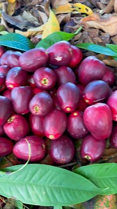 195 reactions · 15 shares | What do you call this fruit in your country? In St.Vincent and the Grenadines we call it Plumrose! | Kemron Lindon Bacchus | Facebook