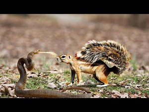 Snakes vs Squirrel In A Big Battle Can Squirrel Escape