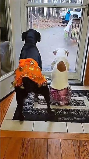 The Ultimate Dog Dance-Off! Who Won? 🐾🔥