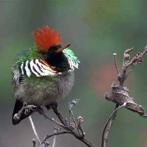1.8M views · 168K reactions | This small, colorful hummingbird is a Frilled Coquette The smallest hummingbird in Brazil (6.8 cm)  #frilledcoquette #brazil⠀ ⠀ #birdwatching #biodiversity #ornitology #brasilnature @my_little_sensor | Nature's Rich Palette | Facebook