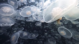 Chilling Footage of Thousands of Moon Jellies Descending Upon Alaskan Waterways
