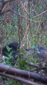 20K views · 244 reactions | Rescue wild dogs and detect mountain goat attacks, set traps and survival skills #survival #hunting #fishing #food | I Am Primitive | Facebook