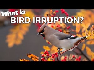 What does "irruption" mean in birding lingo?