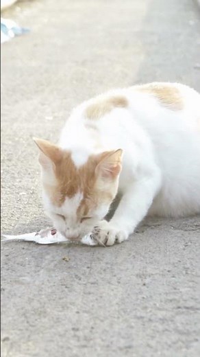 How to Take Care of Pregnant Cat During Pregnancy? #catpregnancy #catcare