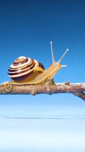 How Snails Move: The Secret to Success Revealed