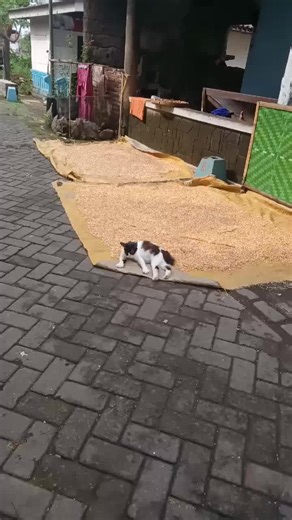 haloooo ketemu kucing sound horeg