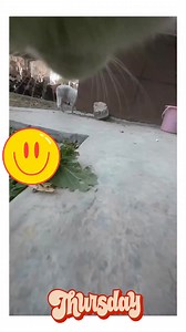 Simpoli#ka#vlog#🤣🤣🤣🤣🤣🤣🤣🤣🤣🤣🤣🤣#comedy#video#viral | Comedy video